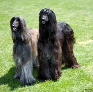 Meet your Posher, Joseph